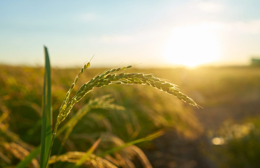 Detail of the rice plant at sunset in Valencia, with the plantation out of focus. Rice grains in plant seed.